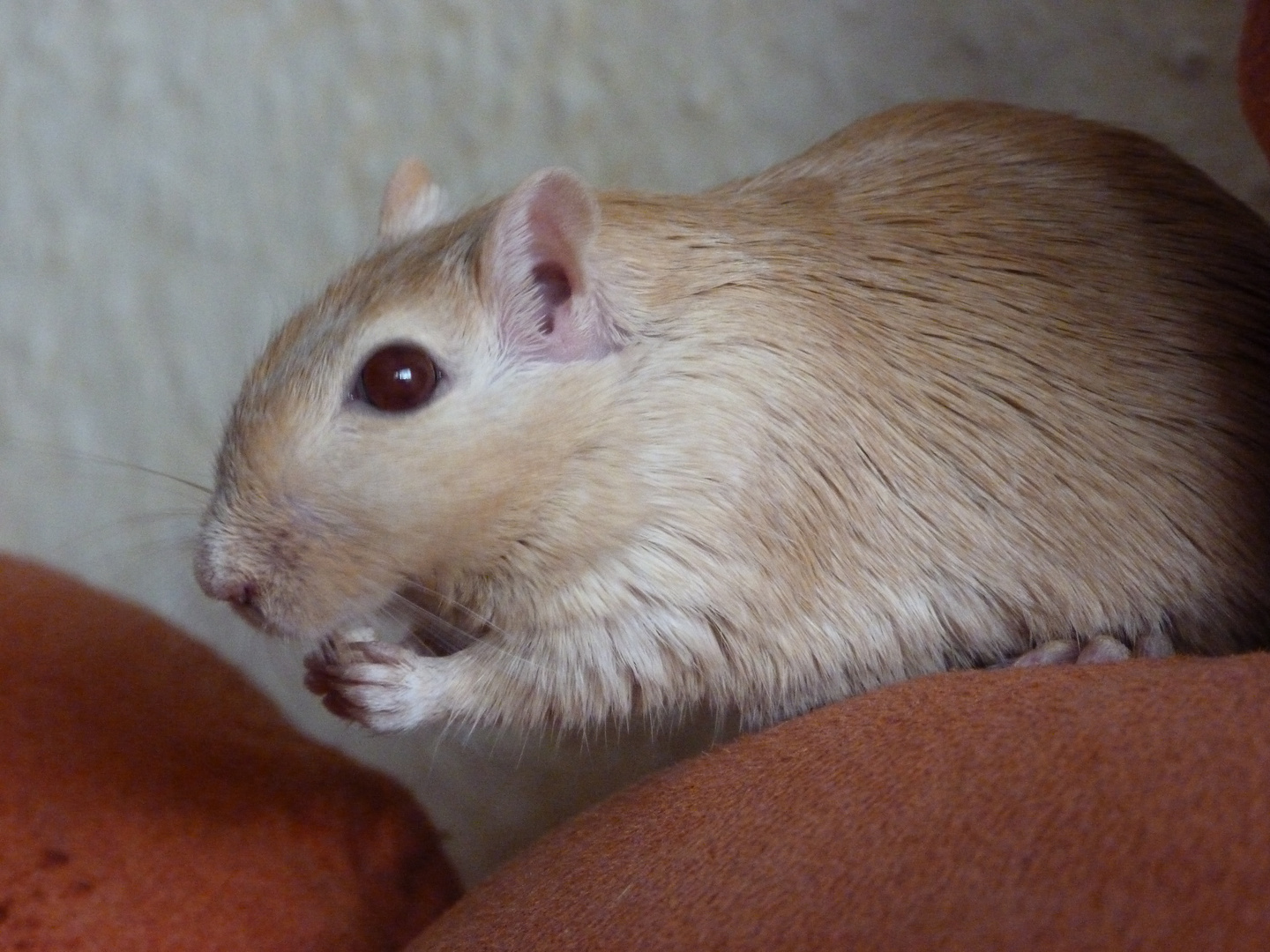 Betty lässt es sich schmecken !