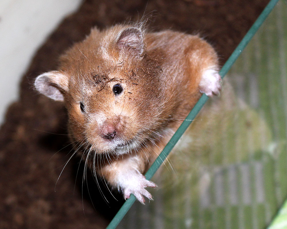 Betty Lou ( Mittelhamster Brown Eyed Sable)