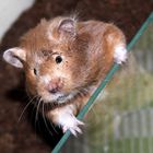 Betty Lou ( Mittelhamster Brown Eyed Sable)