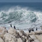 Betty's Bay in der Kap-Region