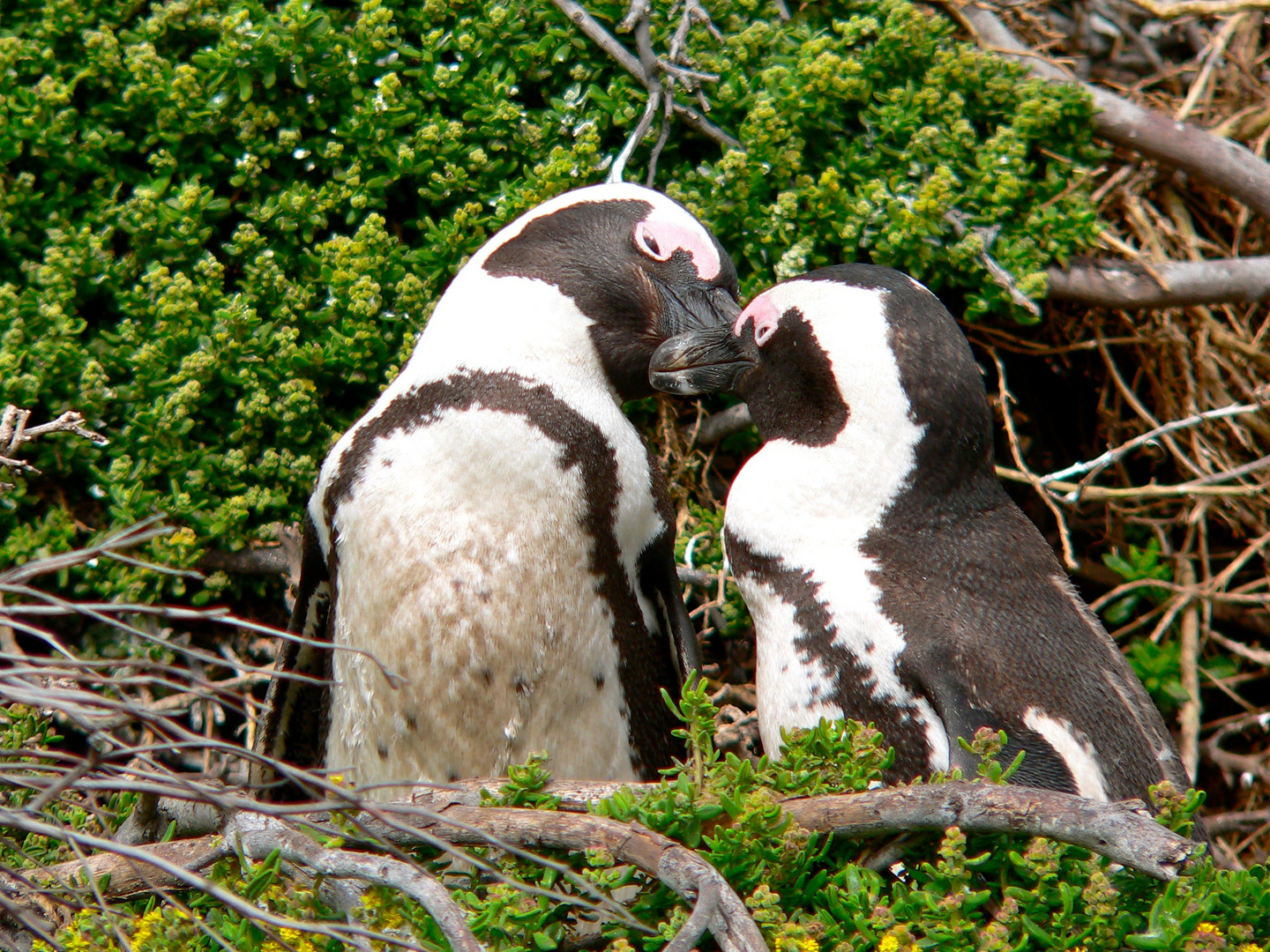 Betty's Bay, South Africa