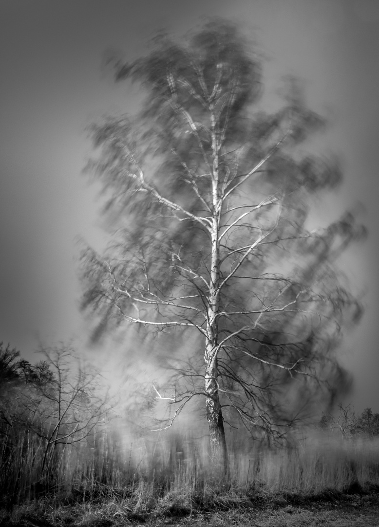 betula in ventum