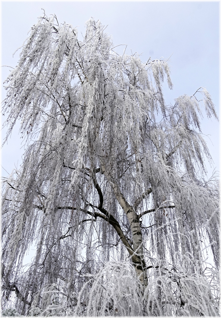 Betula pendula ssp. pendulissimo grande var. frostii