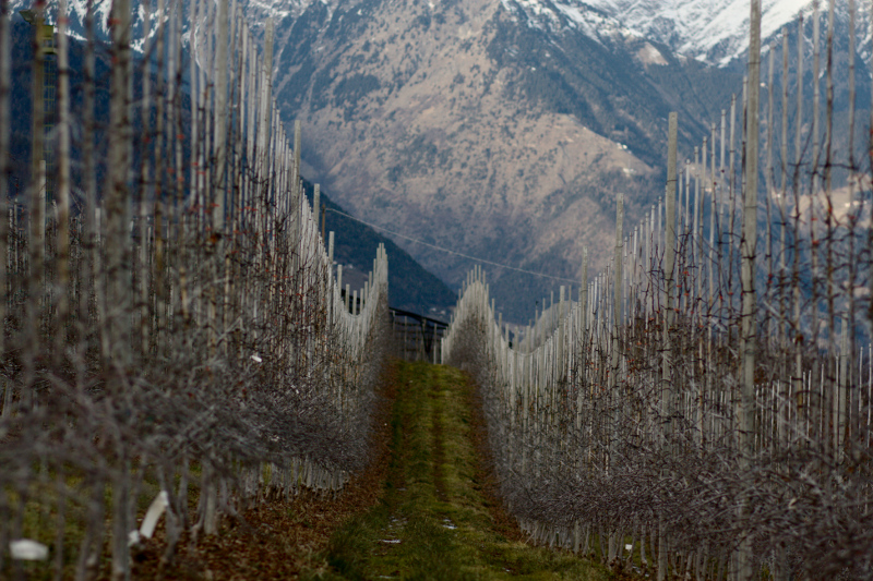 Between apple trees