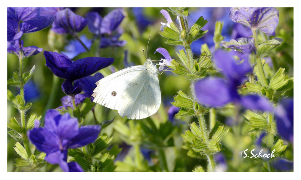 between blue flowers