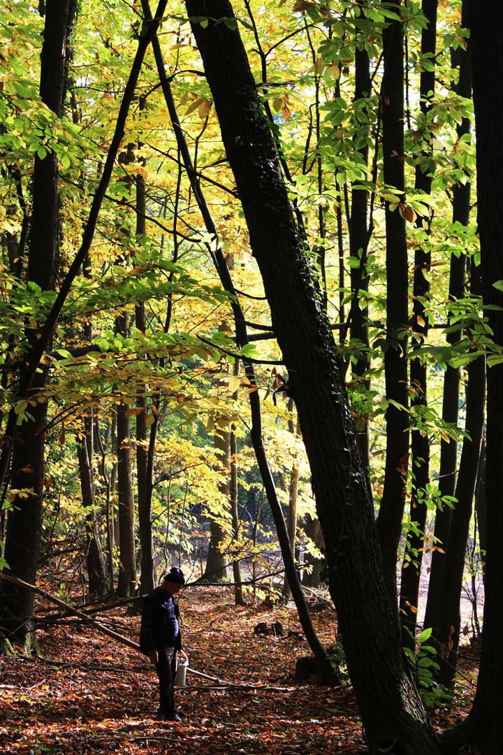 Between shadows and trees