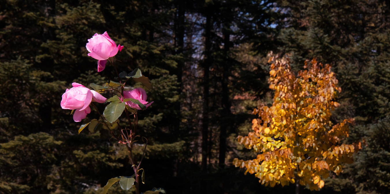 Between Summer and Fall