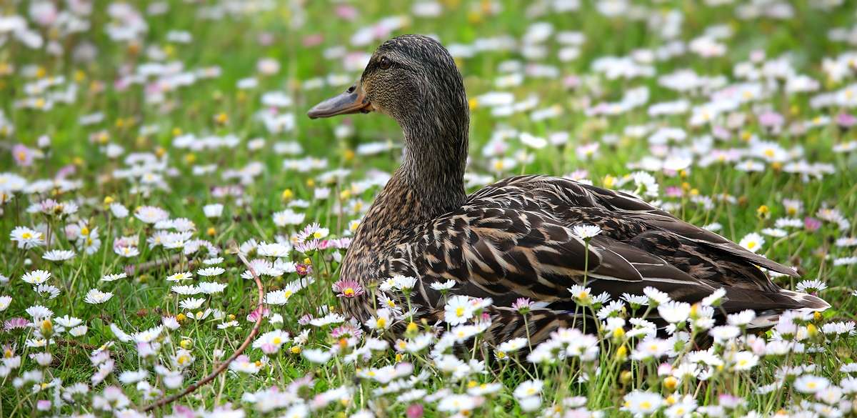 Between the daisies... (3)