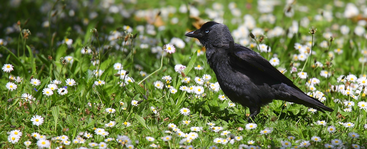 Between the daisies... (5)