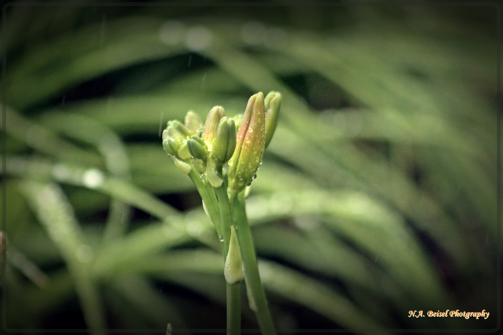 Between the raindrops