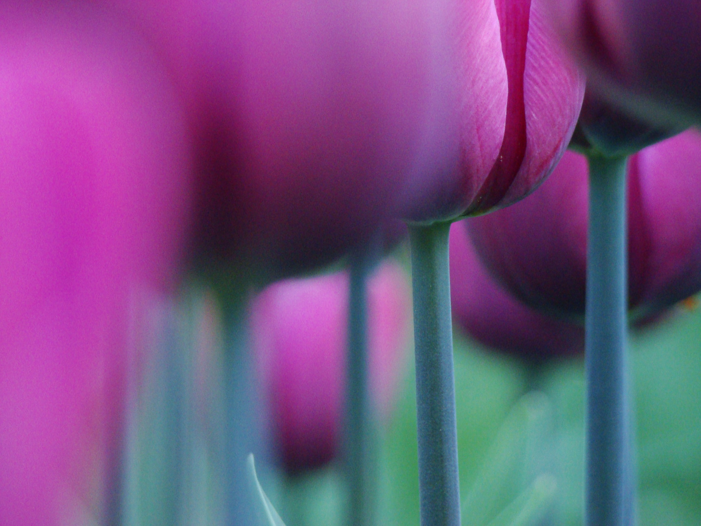 between tulipan