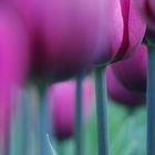 between tulipan