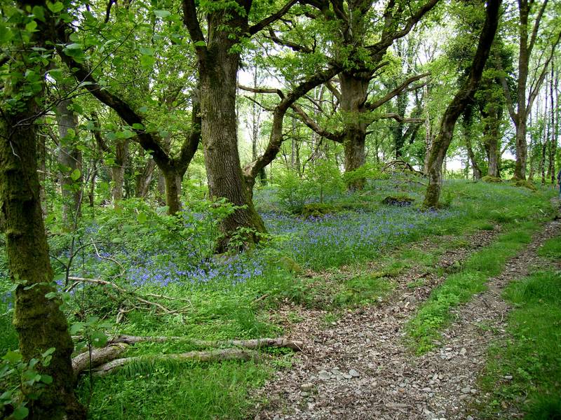 Betws y Coed Blue Bells ...