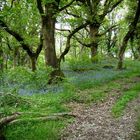 Betws y Coed Blue Bells ...