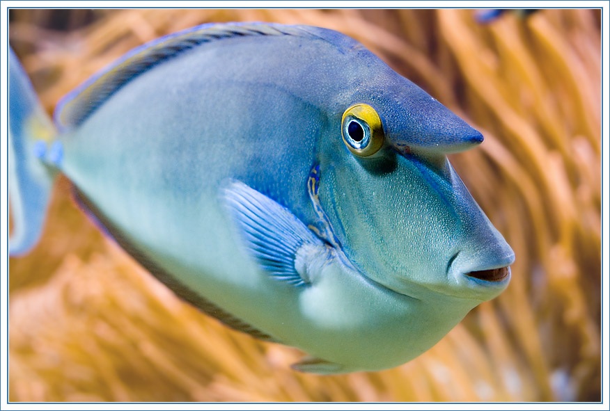 Beule kopf weisse fisch am Atherom (Grützbeutel):