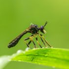 Beulen Habichtsfliege (Doku)