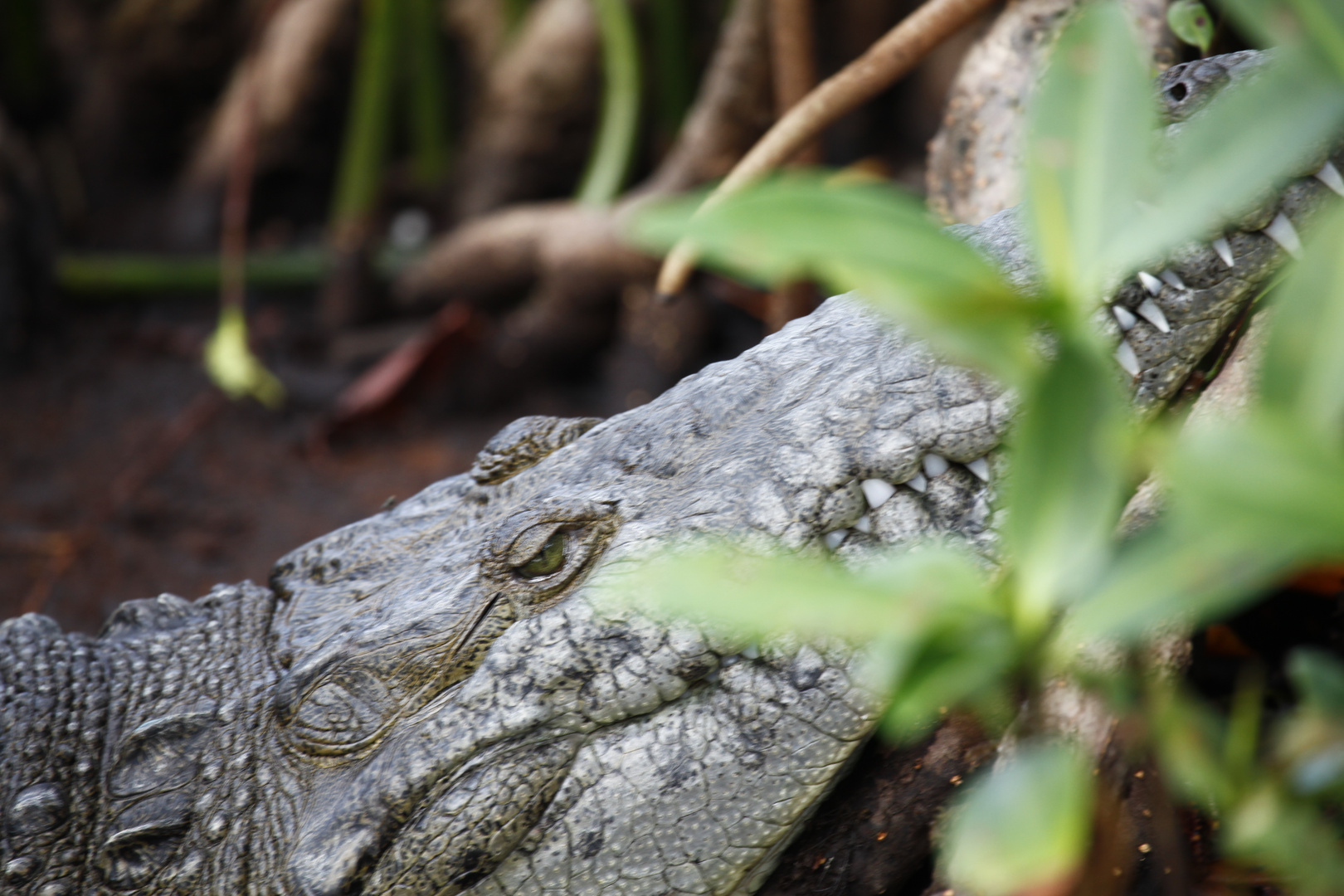 Beulen- oder Spitzkrokodil (Crocodylus acutus)