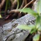 Beulen- oder Spitzkrokodil (Crocodylus acutus)