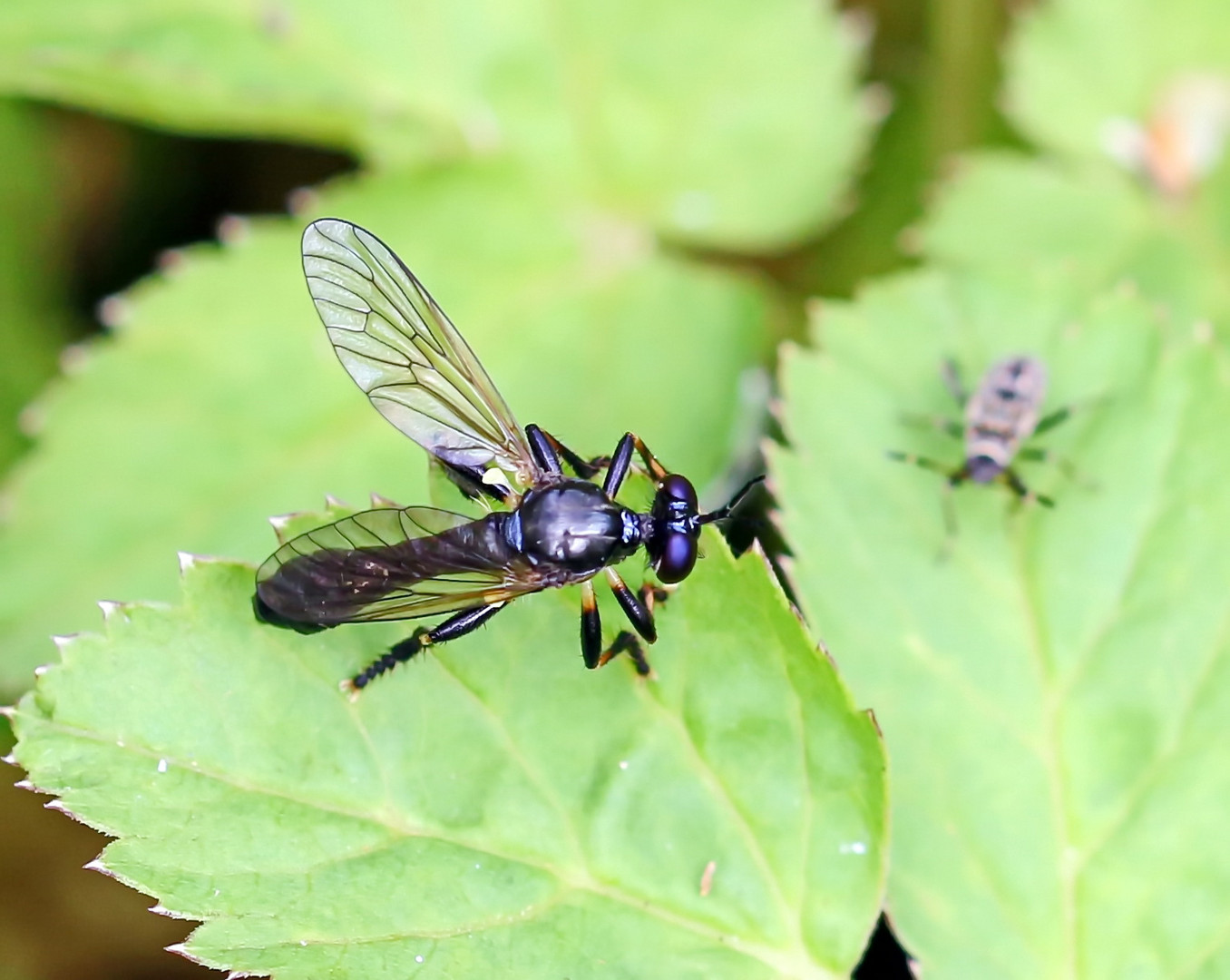 Beulenhabichtsfliege