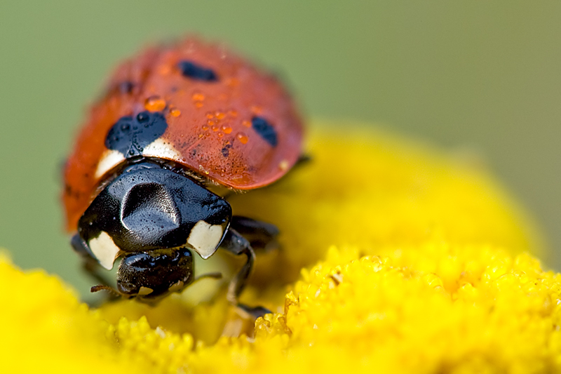 Beulenkäfer