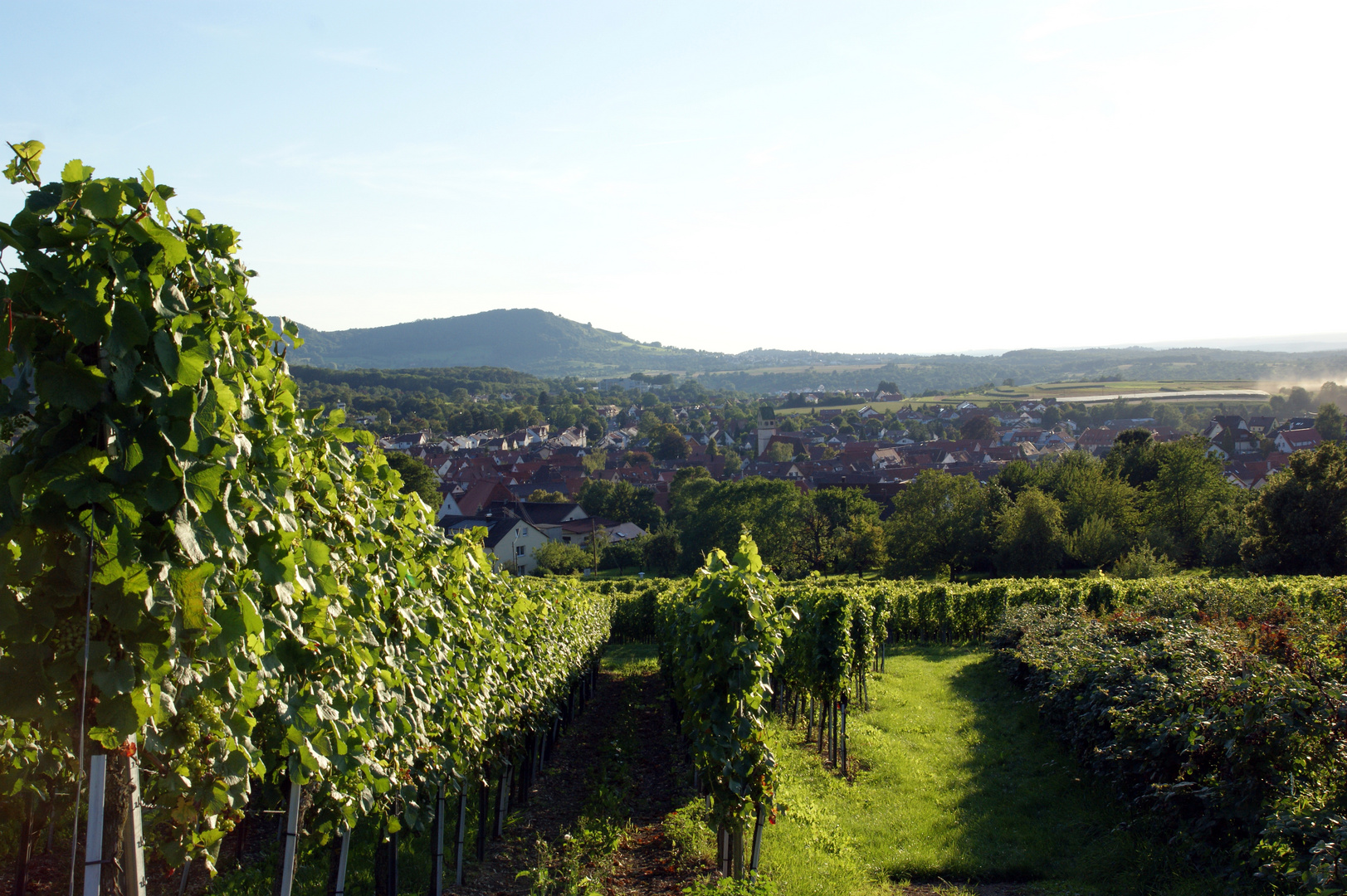 Beurener Weinberge