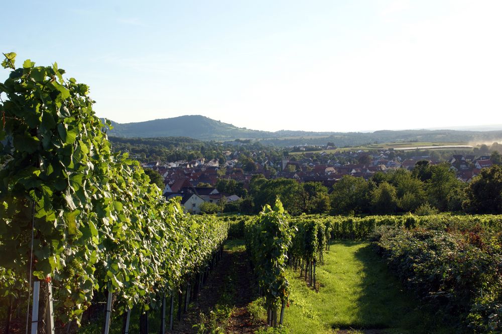 Beurener Weinberge