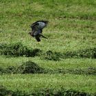 beute-anflug junger bussard (weibchen)