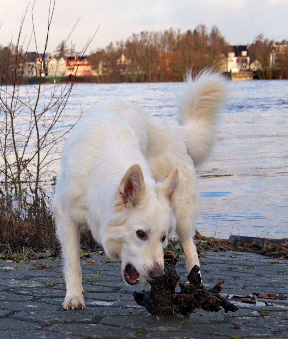 Beute aus dem Rhein geholt.