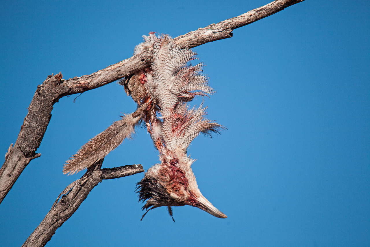 Beute des Greifvogels 