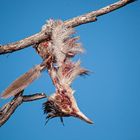 Beute des Greifvogels 