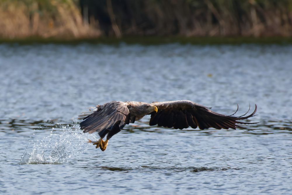 Beute ergriffen! Seeadler fängt Fisch