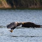 Beute ergriffen! Seeadler fängt Fisch