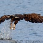 Beute ergriffen! Seeadler mit Fisch