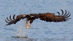 Beute ergriffen! Seeadler mit Fisch