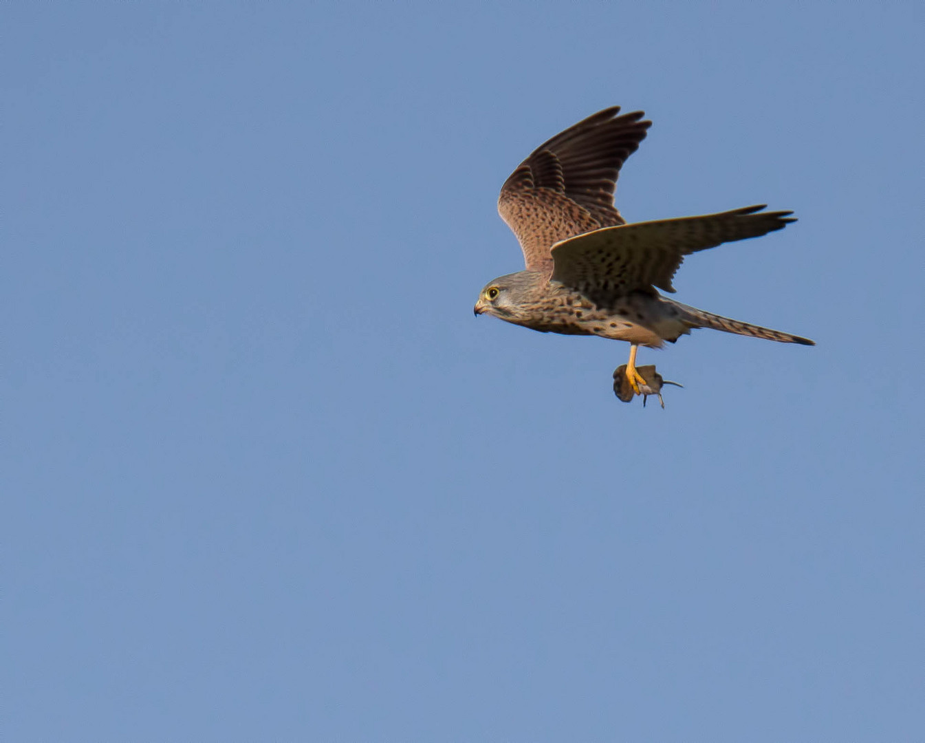 Beute - Flug