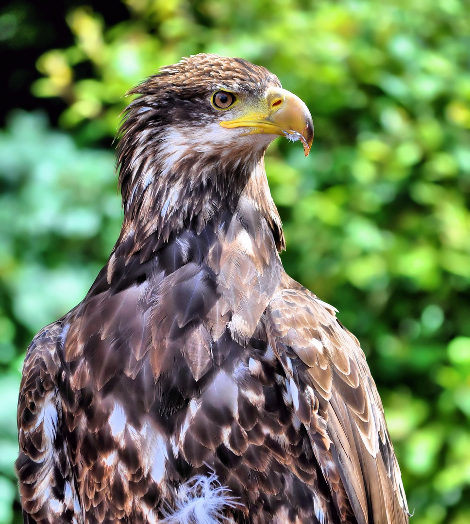 Beute gesichtet.