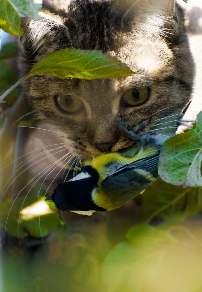 Beute im Baum....