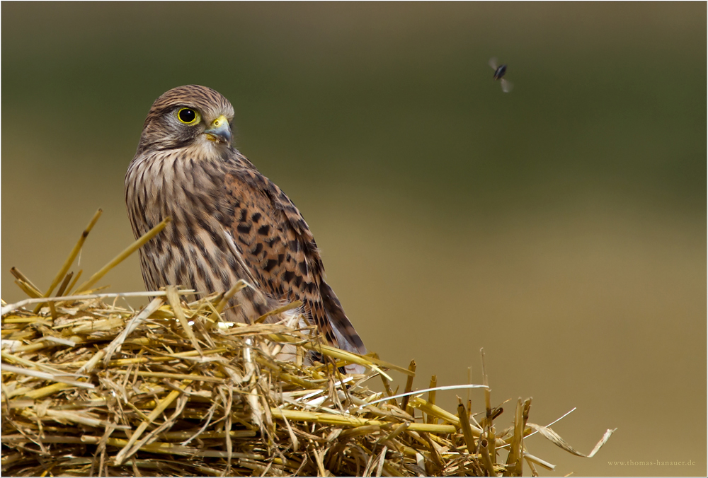 Beute im Blick?