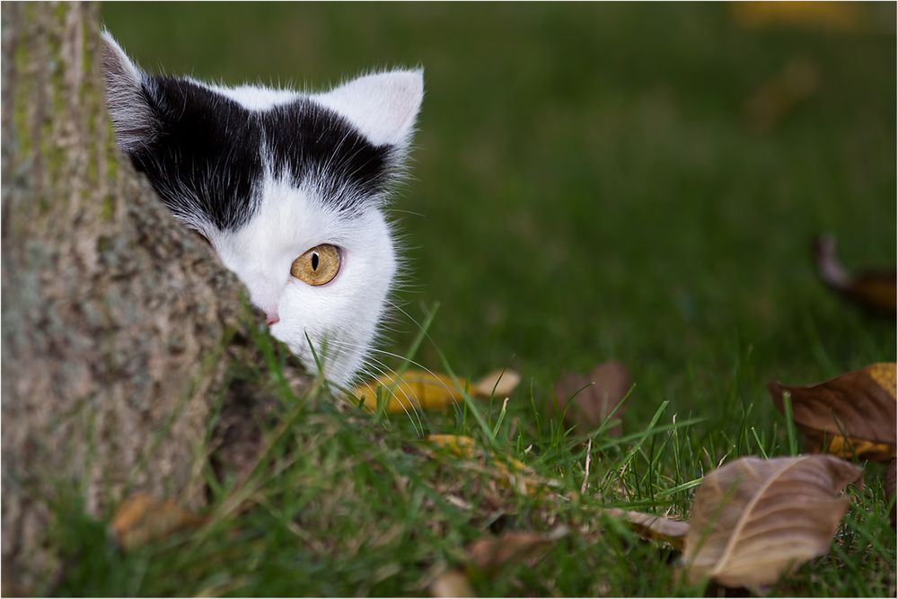 Beute im Blick! von  Thomas Hanauer