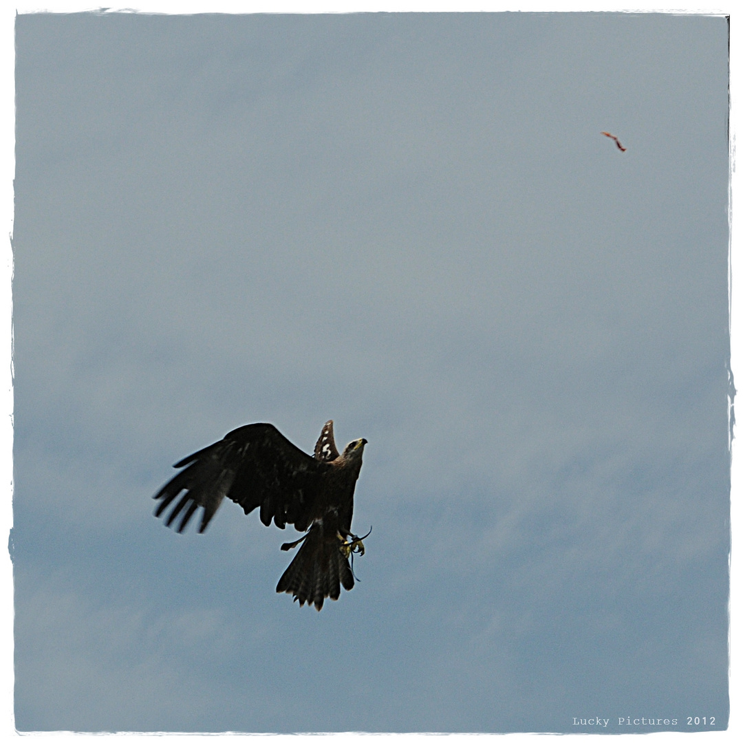 Beute im Visier - Adlerwarte Landskron (03/2012)