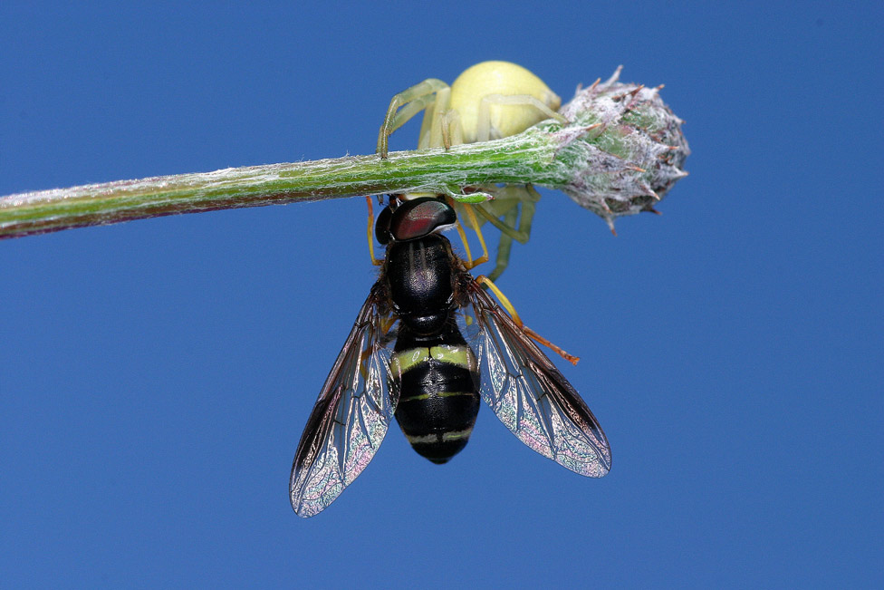 Beute mit Krabbenspinne