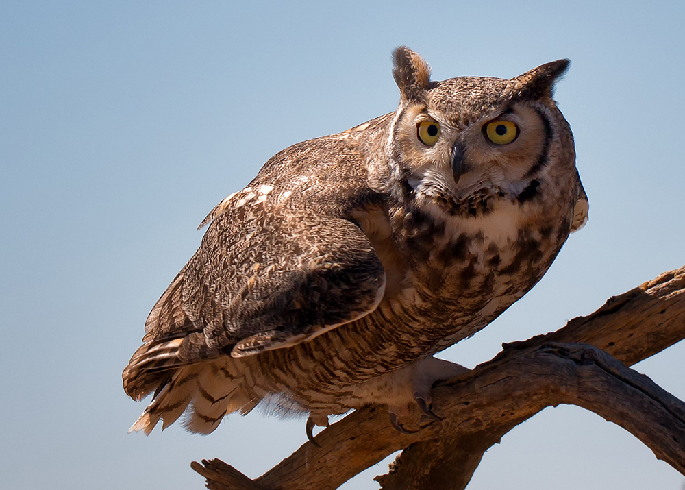 Beute-Schema (Great Horned Owl)