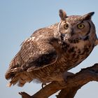 Beute-Schema (Great Horned Owl)