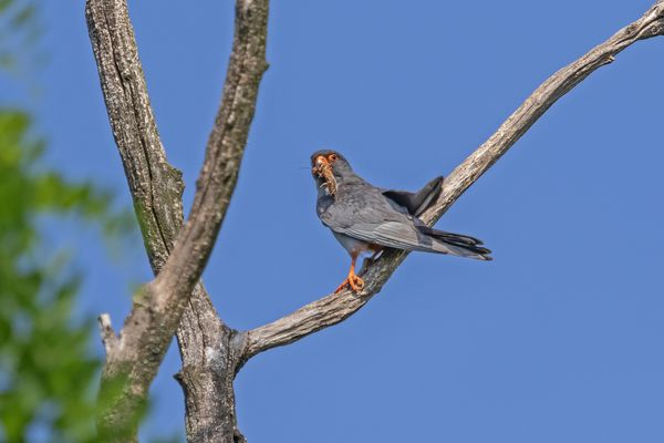 Beute tragender Rotfußfalke