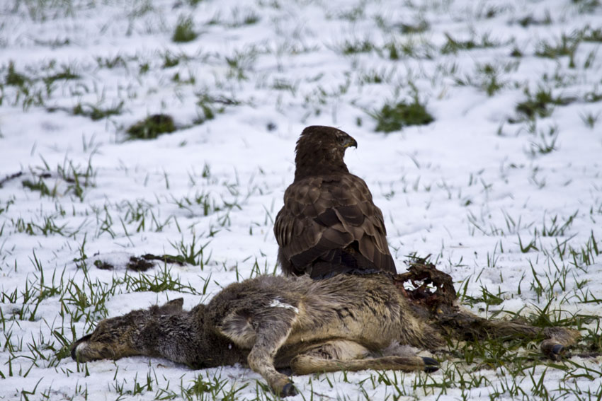 Beute und Bussard