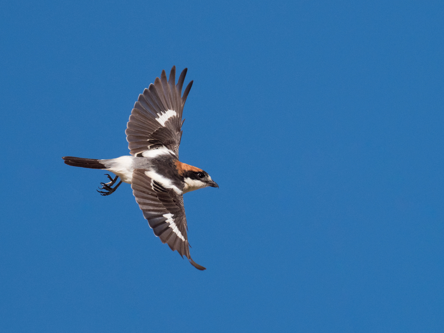 Beuteanflug