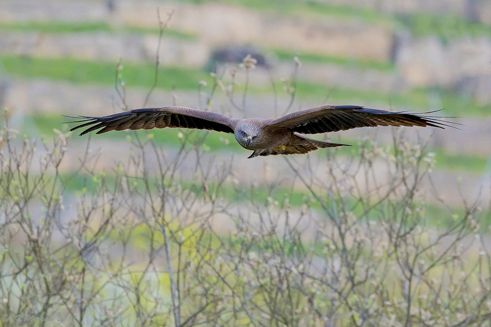 Beuteflug