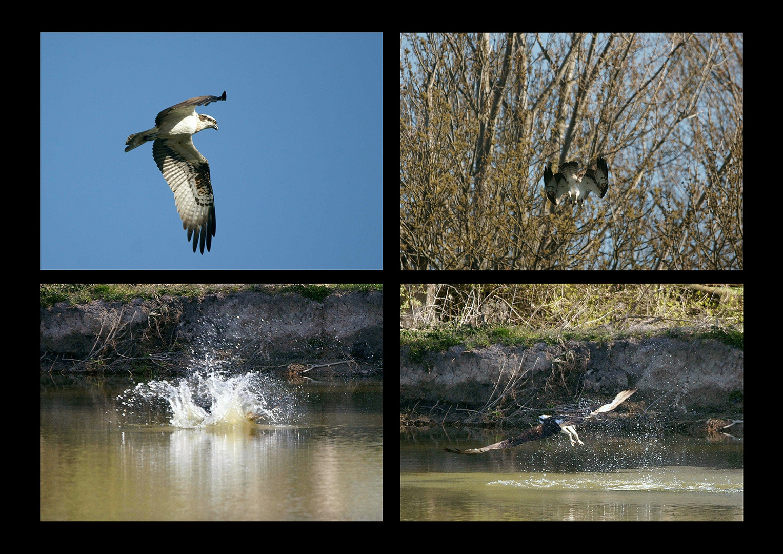 Beuteflug des Fischadlers