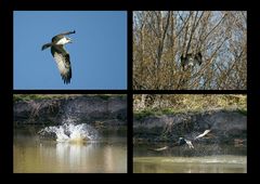 Beuteflug des Fischadlers