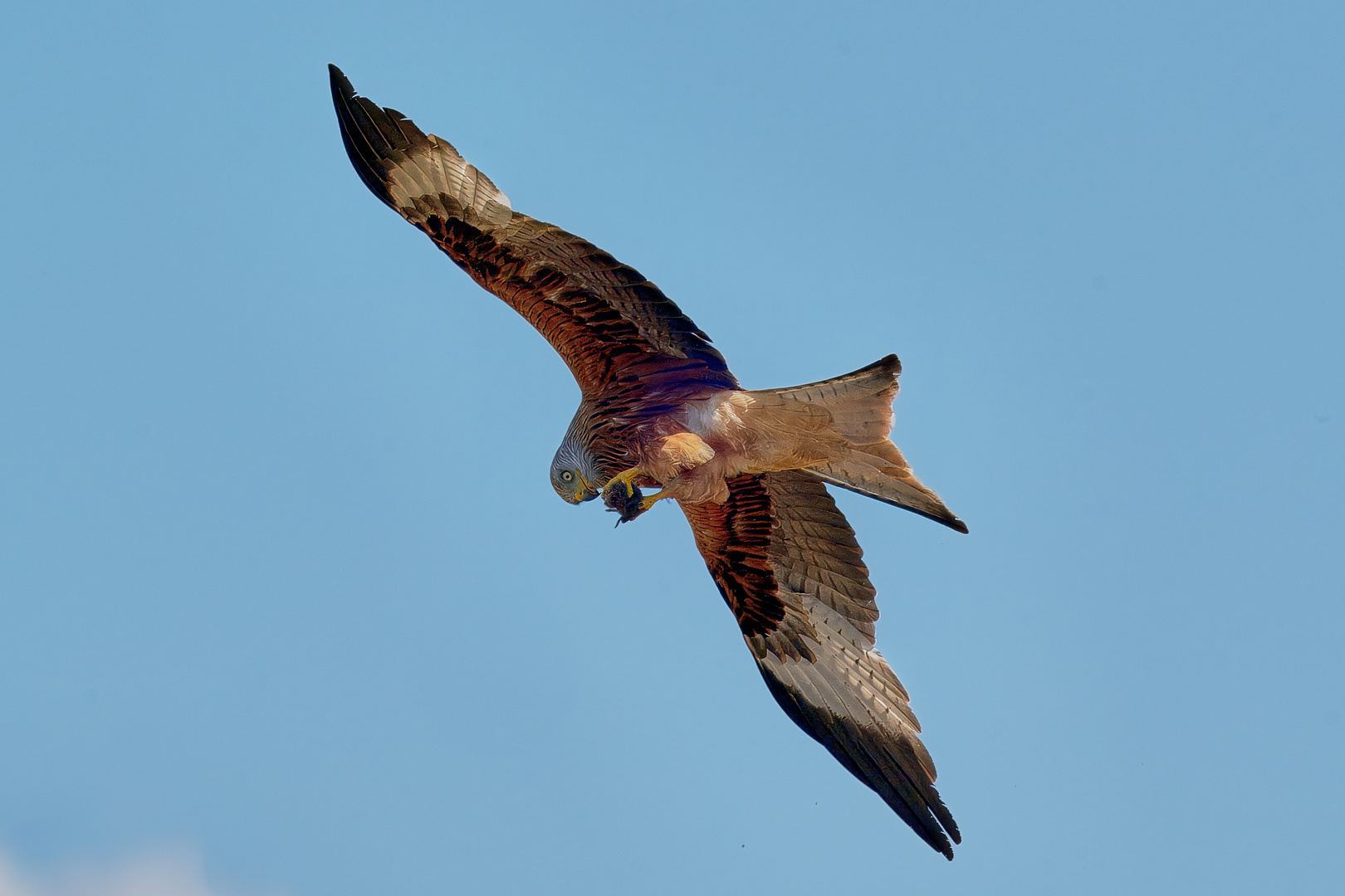 Beuteflug des Rotmilan